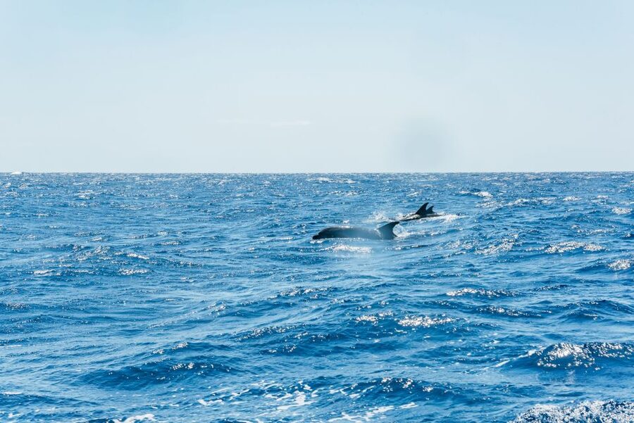 Funchal: Whale and Dolphin Watching Speed Boat Tour - Comfort and what to pack, so you enjoy the ride