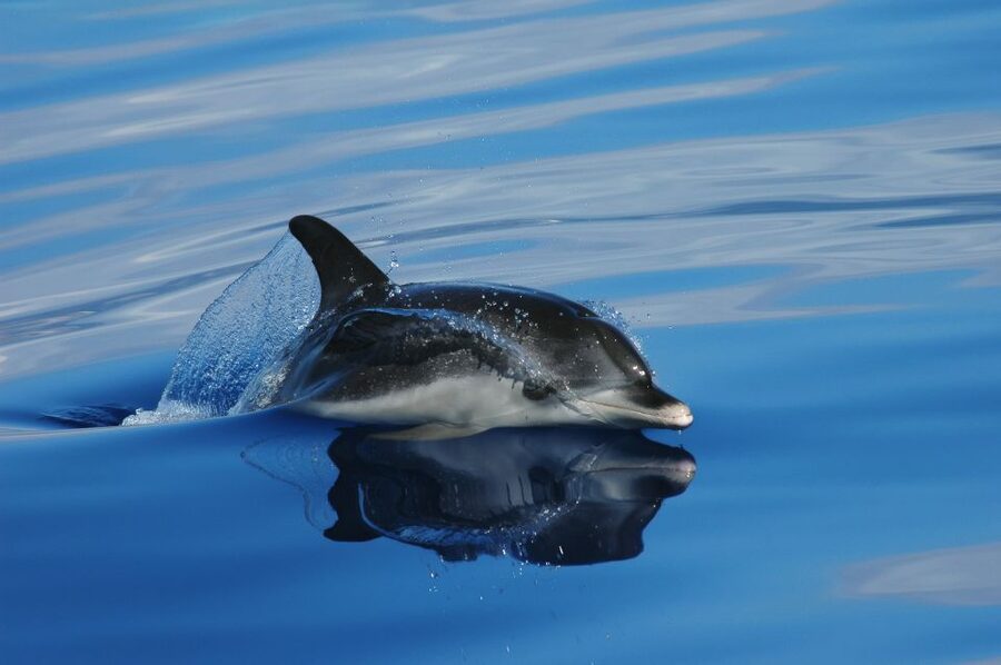 Funchal: Whale and Dolphin Watching Speed Boat Tour - The quick version: what this speedboat tour feels like