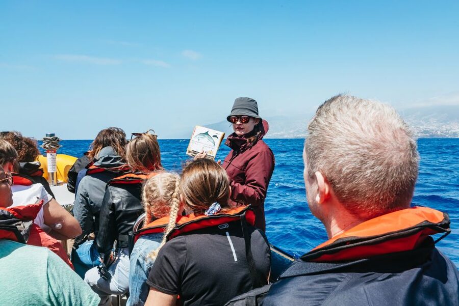 Funchal: Whale and Dolphin Watching Speed Boat Tour - Step-by-step: how the 2.5 hours usually unfold