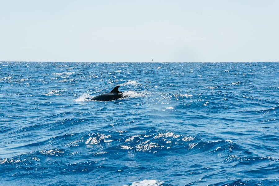 Funchal: Whale and Dolphin Watching Speed Boat Tour - Views beyond wildlife: Madeira’s coastline is part of the show