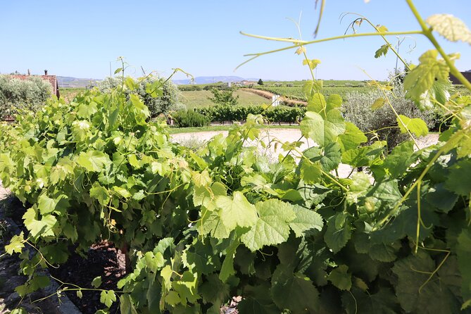 Genuine Douro Valley Tour: Visit 2 Wineries, Lunch & River Cruise - Quinta do Cume: the second tasting that rounds out Port and DOC Douro