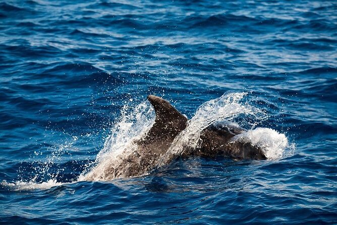 Glass Bottom Boat Tour & Snorkeling in São Miguel, Azores - OceanEye Start at Vila Franca do Campo Marina, With a Real Briefing