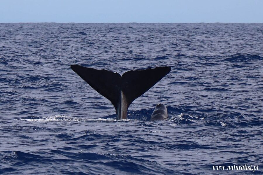 Horta: University Startup Whale and Dolphin RIB Boat Trip - Key highlights that matter on the water