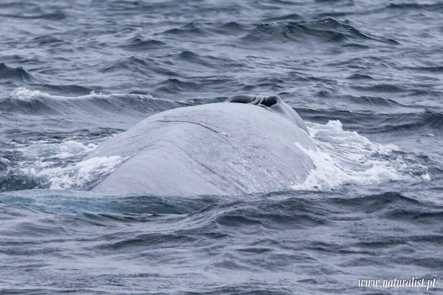 Horta: University Startup Whale and Dolphin RIB Boat Trip - Practical tips so you enjoy the ride more