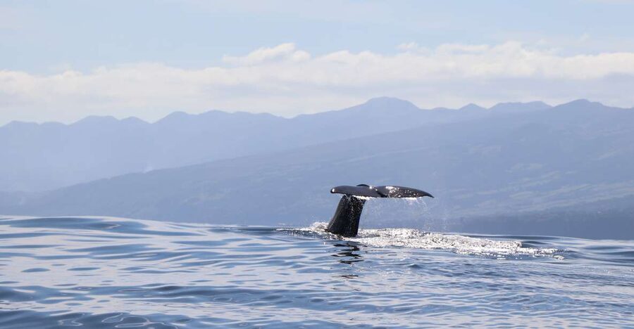 Horta: University Startup Whale and Dolphin RIB Boat Trip - Why this Horta whale and dolphin trip feels different