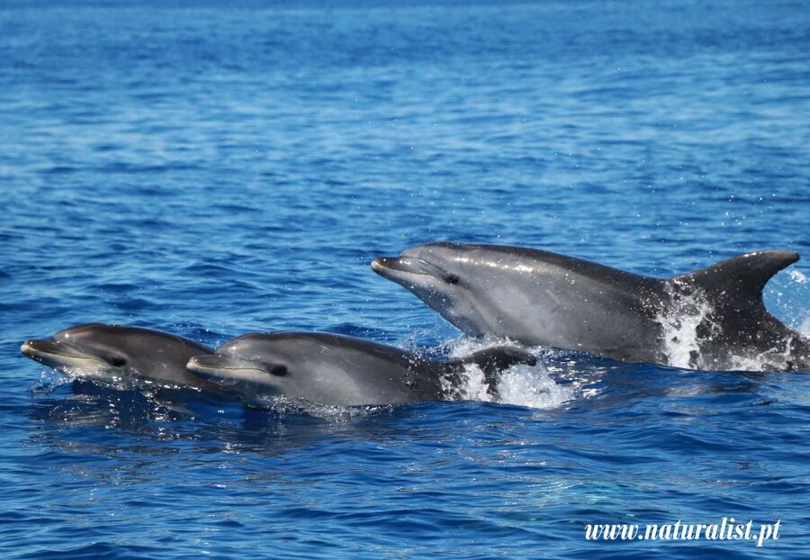 Horta: University Startup Whale and Dolphin RIB Boat Trip - Safety briefing then straight out: what the RIB ride is like