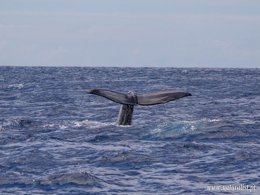 Horta: University Startup Whale and Dolphin RIB Boat Trip - The onboard science: how you actually learn what you’re seeing