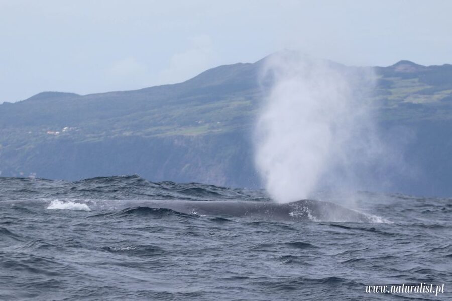 Horta: University Startup Whale and Dolphin RIB Boat Trip - What you can see around Faial and Pico (and when)
