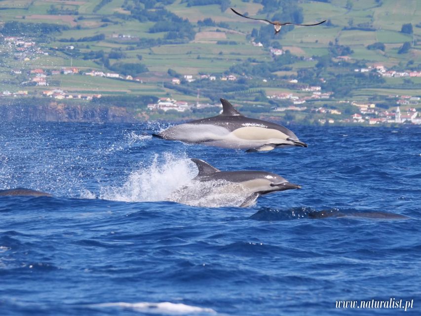 Horta: University Startup Whale and Dolphin RIB Boat Trip - How the 3 hours usually unfold on the water