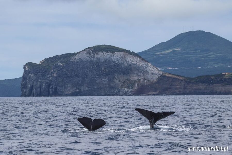 Horta: University Startup Whale and Dolphin RIB Boat Trip - Species spotting reality check: sometimes you get more than you planned