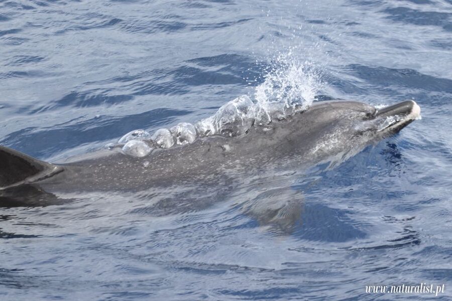 Horta: University Startup Whale and Dolphin RIB Boat Trip - Price and value: what $101 buys you in Azores terms