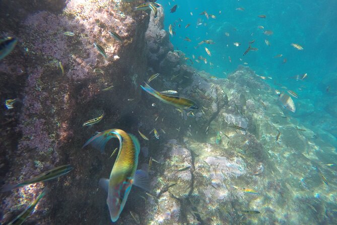 Kayak and Snorkeling Tour in Underwater Nature Reserve Garajau - Guides make or break this kind of sea tour
