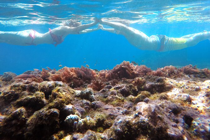 Kayak and Snorkeling Tour in Underwater Nature Reserve Garajau - Price and value: is $59.26 fair for Madeira snorkeling?