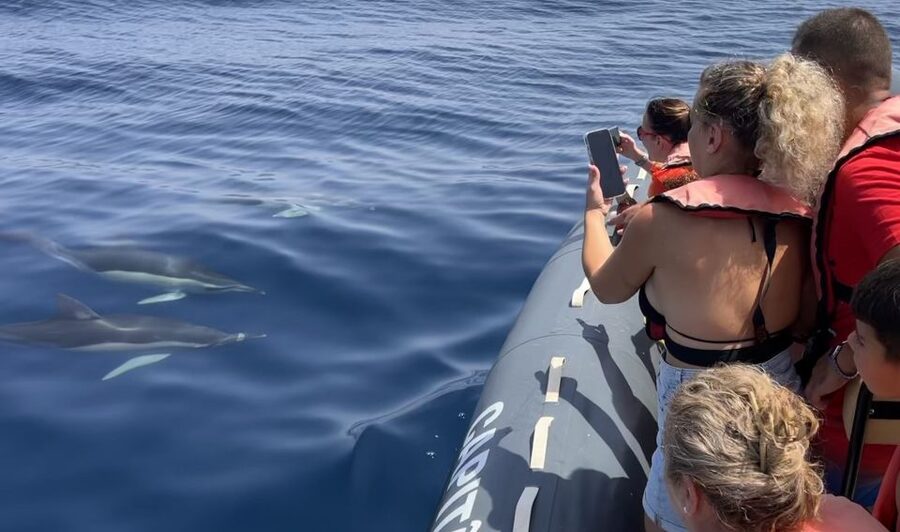 Lagoa: Dolphin Watching & Benagil Tour with Biologist Guide - Key Things You Should Notice Before You Go