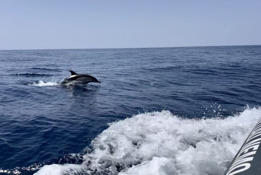 Lagoa: Dolphin Watching & Benagil Tour with Biologist Guide - Why This Tour Works: Dolphins First, Then Benagil’s Cave Network