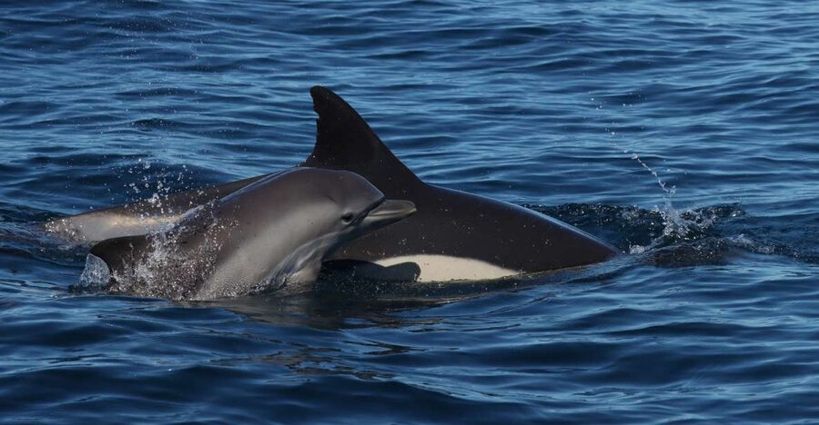 Lagoa: Dolphin Watching & Benagil Tour with Biologist Guide - Meeting at Capitão Nemo Pier: Getting On Board Without Stress