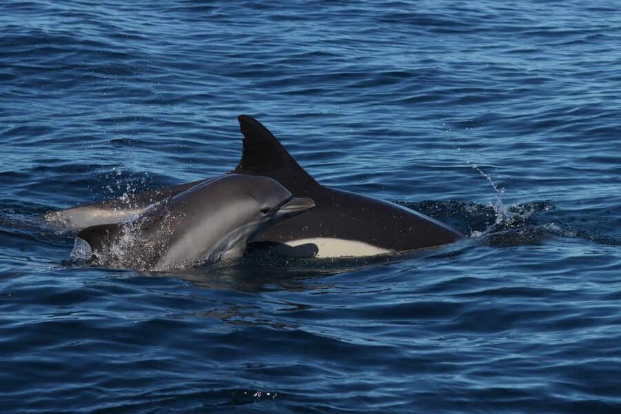 Lagoa: Dolphin Watching & Benagil Tour with Biologist Guide - Benagil Cave and the Other Caves: The Part That Feels Like a Coastal Film