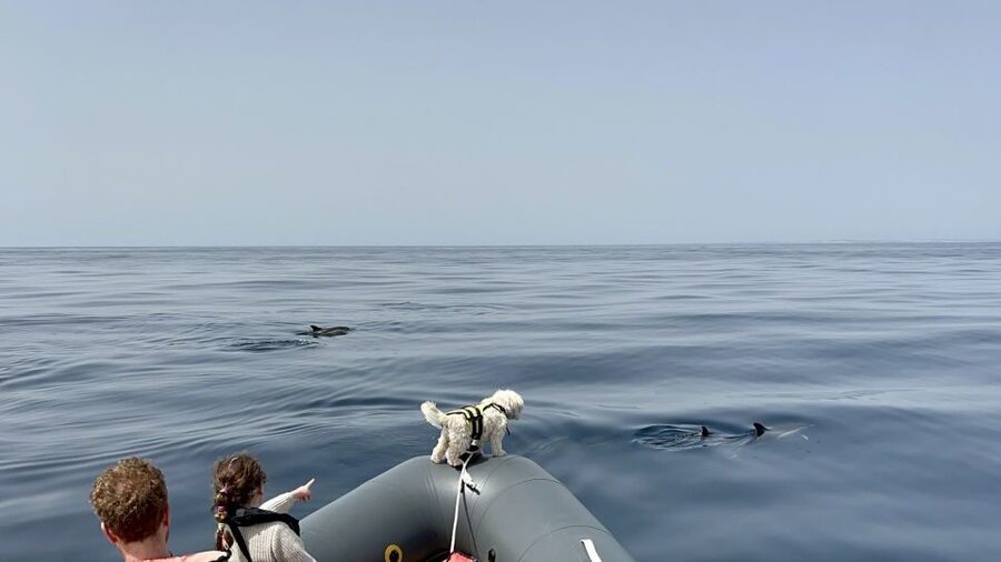 Lagoa: Dolphin Watching & Benagil Tour with Biologist Guide - The Swimming Stop: How They Pick the Quiet Bay