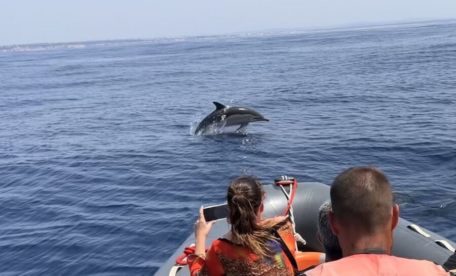 Lagoa: Dolphin Watching & Benagil Tour with Biologist Guide - Comfort and Practical Prep: What to Bring on an Ocean Day