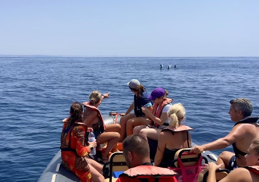 Lagoa: Dolphin Watching & Benagil Tour with Biologist Guide - Timing in Real Life: How the Up-To-3-Hour Schedule Feels