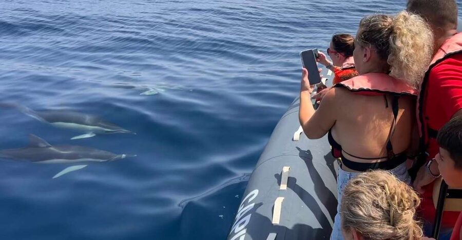 Lagoa: Dolphins Expedition with biologist guide on board - Key highlights at a glance