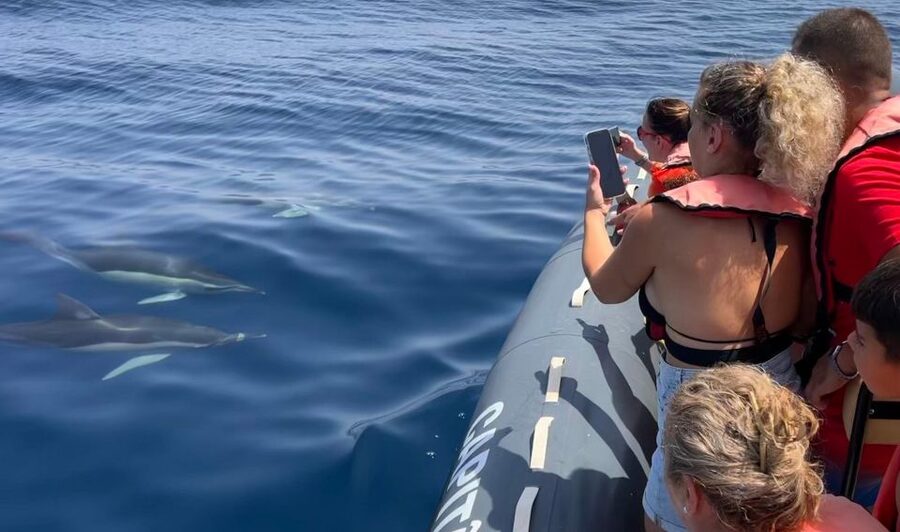 Lagoa: Dolphins Expedition with biologist guide on board - How the captain and biologist search for dolphins offshore