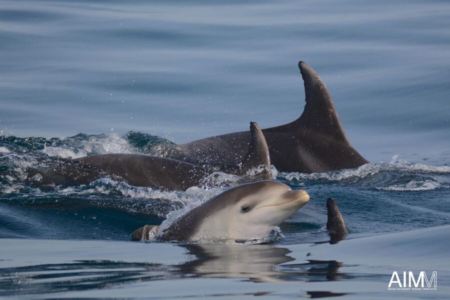 Lagoa: Dolphins Expedition with biologist guide on board - Responsible dolphin watching rules you live with on the water