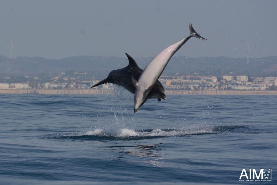 Lagoa: Dolphins Expedition with biologist guide on board - Small-group comfort on a safety-first rescue boat