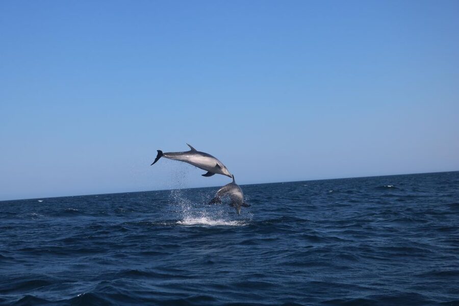 Lagoa: Dolphins Expedition with biologist guide on board - What to bring for Algarve offshore weather (so you do not get cold or miserable)