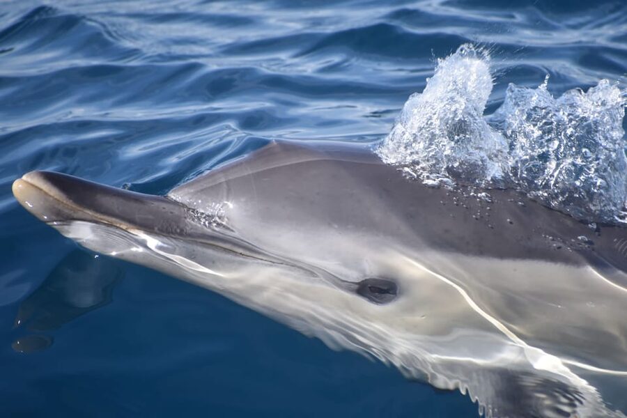 Lagos: Combo Dolphin and Benagil Tour with Marine Biologist - Marine Biologists on Board: How the Dolphin Search Really Works