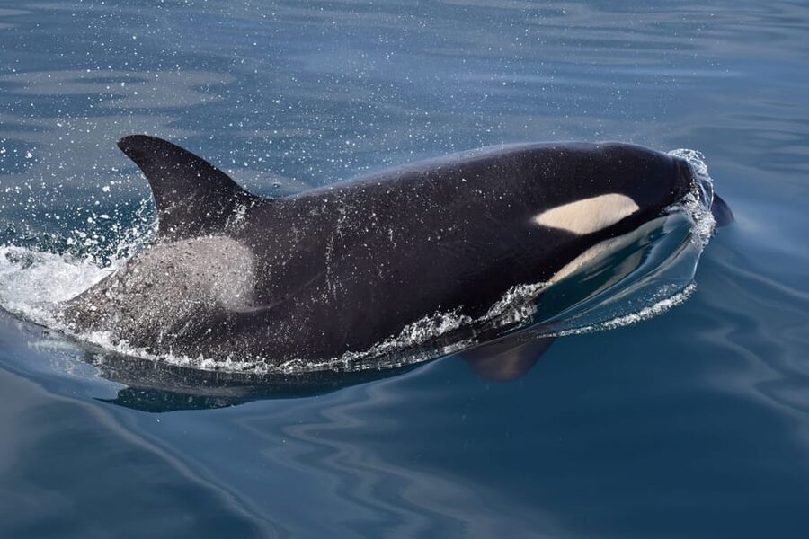 Lagos: Combo Dolphin and Benagil Tour with Marine Biologist - Dolphin-Friendly Hydrojets and Captain Skills You Actually Notice