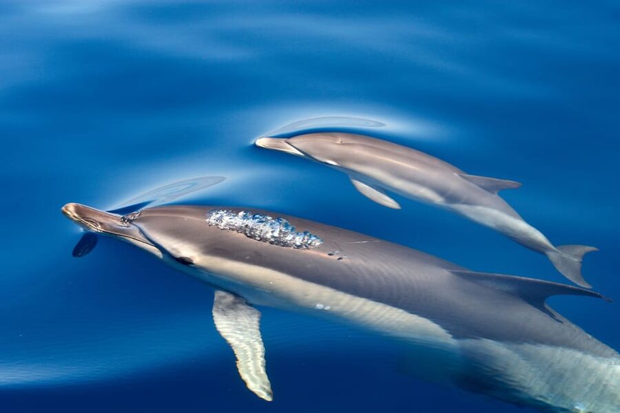 Lagos: Combo Dolphin and Benagil Tour with Marine Biologist - Entering Algar de Benagil: What You’re Paying For