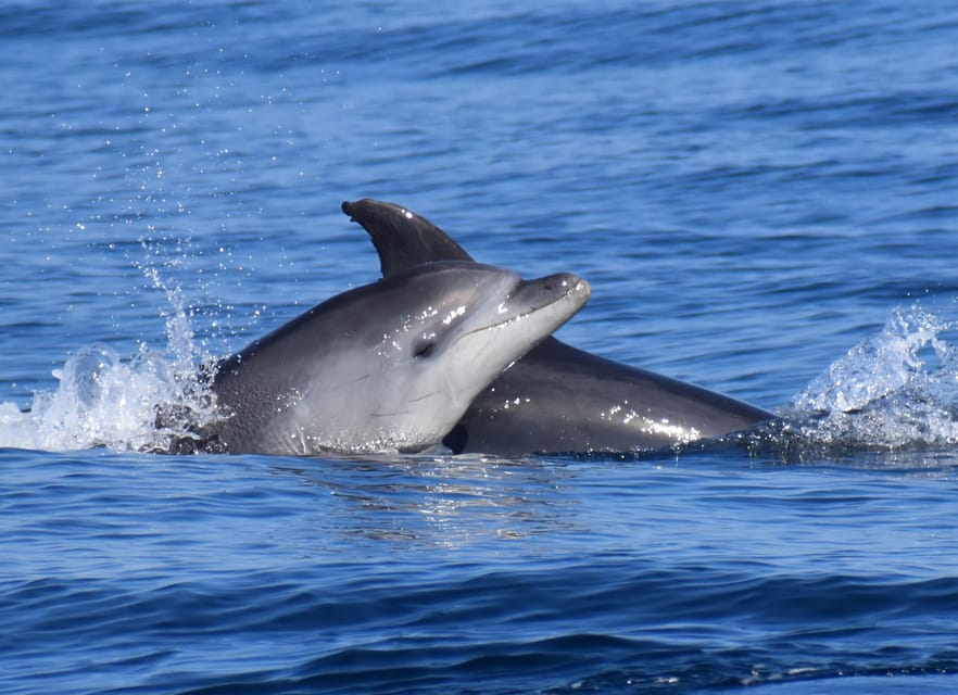 Lagos: Combo Dolphin and Benagil Tour with Marine Biologist - Price and Value: Why $63 Feels Fair for This Combo