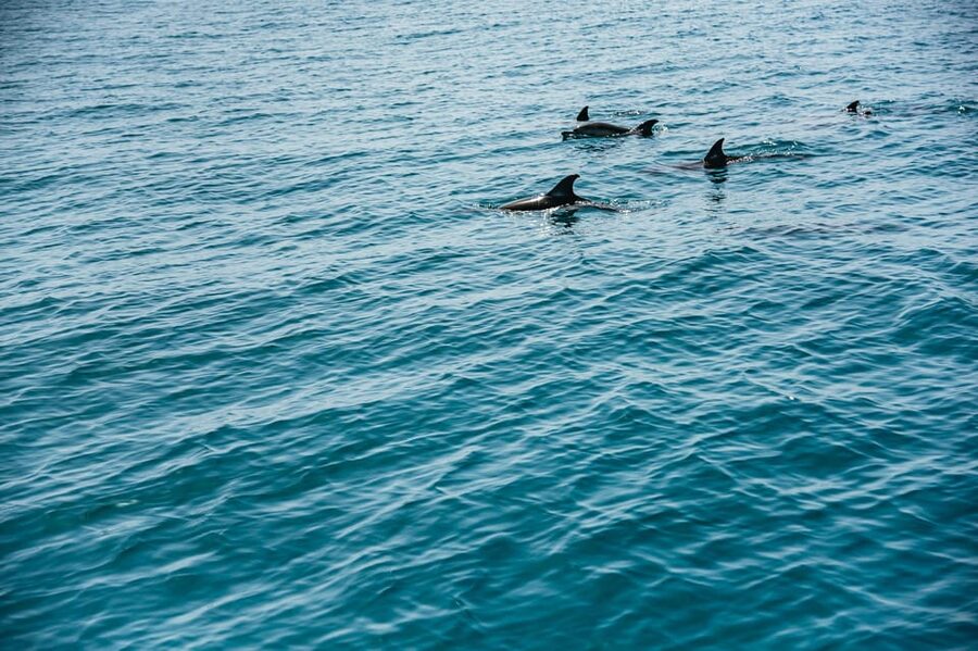 Lagos: Dolphin Watch Tour with Professional Marine Biologist - Dolphins Plus Conservation: Data Collection Without the Moralizing