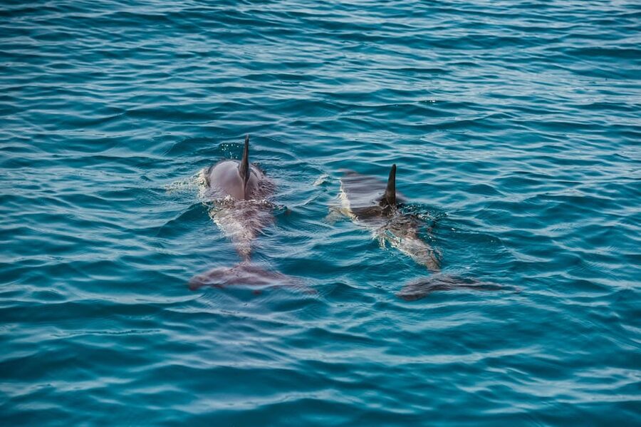 Lagos: Dolphin Watch Tour with Professional Marine Biologist - Should You Book This Dolphin Watch Tour in Lagos?