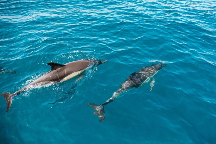 Lagos: Dolphin Watch Tour with Professional Marine Biologist - Speedboat Time in the Atlantic, and How to Dress for Comfort