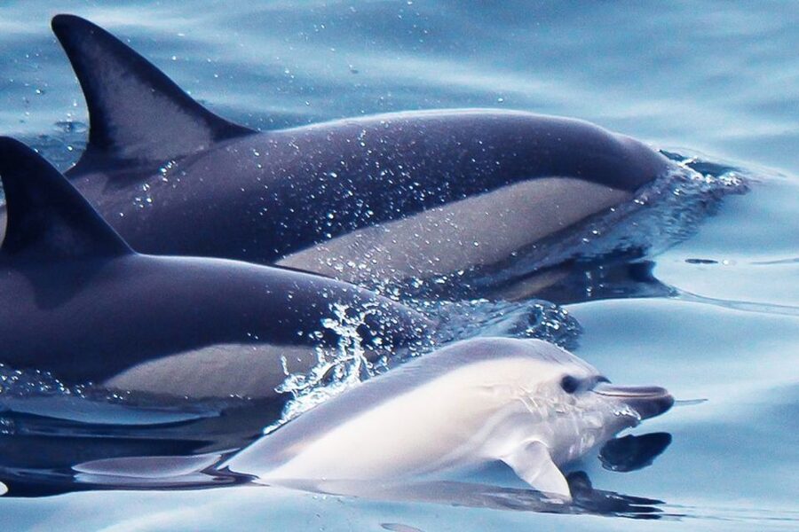 Lagos: Dolphin Watching with Professional Marine Biologists - Key things that make this Lagos dolphin tour worth your time