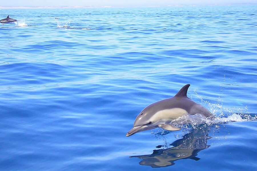 Lagos: Dolphin Watching with Professional Marine Biologists - Where you meet and how the day starts at Marina de Lagos