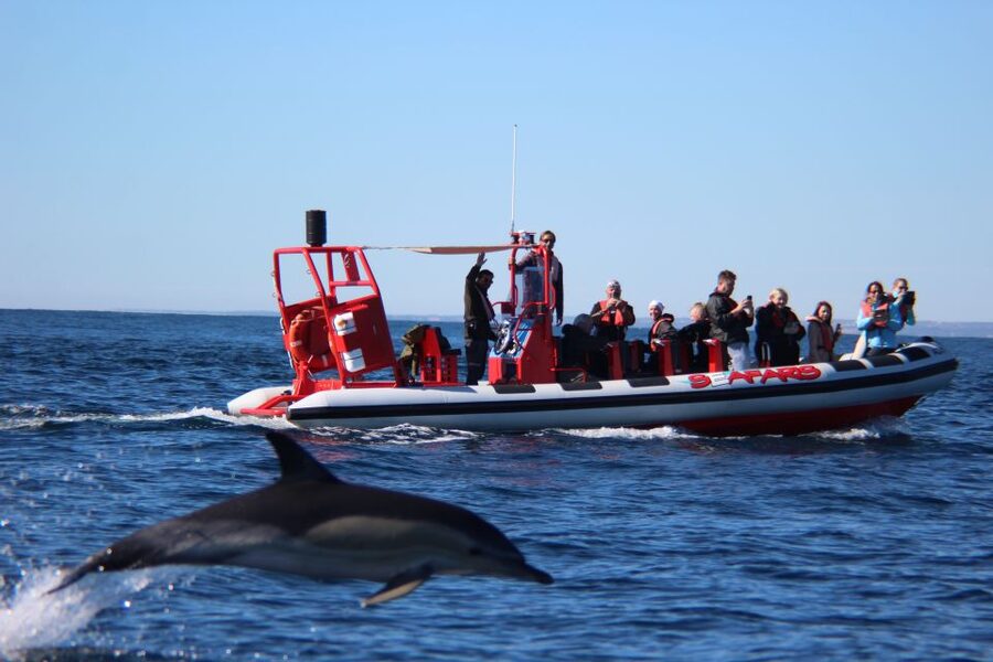 Lagos: Dolphin Watching with Professional Marine Biologists - Searching for dolphins with marine biologists: what you actually learn at sea