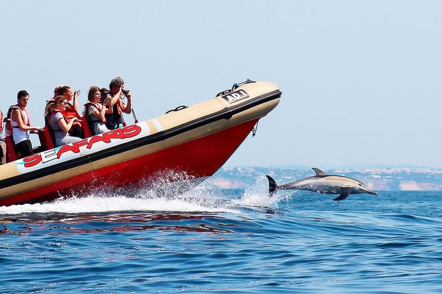 Lagos: Dolphin Watching with Professional Marine Biologists - The ethical distance: close views without turning wildlife into a theme park