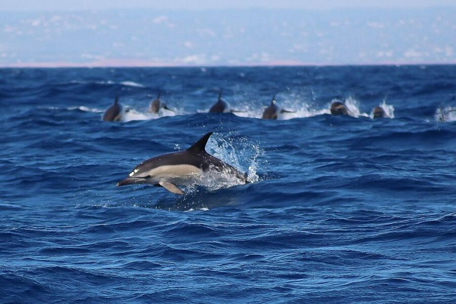 Lagos: Dolphin Watching with Professional Marine Biologists - What to bring, and what to wear so you do not suffer for dolphin photos