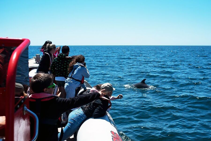 Lagos: Dolphin Watching with Professional Marine Biologists - Who should reconsider before booking