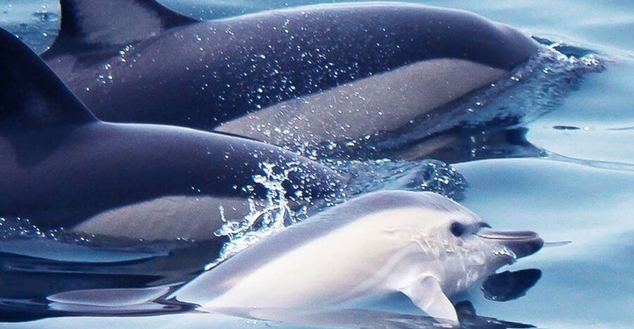 Lagos: Dolphin Watching with Professional Marine Biologists - The Tornado rib ride: fast water, real scanning, and quick “aha” moments