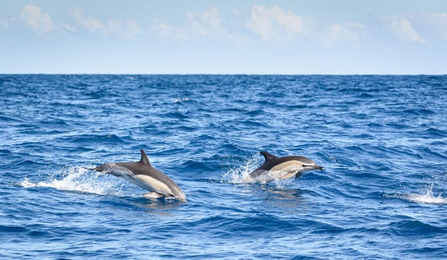 Lagos: Dolphins & Caves - Catamaran - Key Highlights Worth Waking Up For