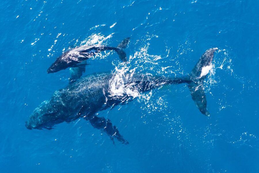 Lagos: Dolphins & Caves - Catamaran - Who This Cruise Suits Best (and Who Might Skip It)