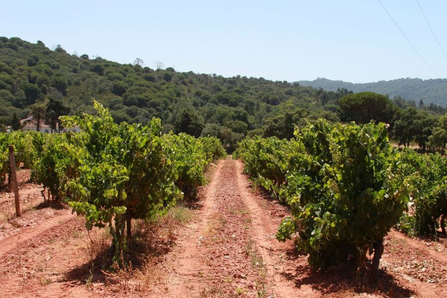Lisbon: Arrábida and Sesimbra Day Trip with Wine - Should You Book This Arrábida and Sesimbra Wine Day Trip?
