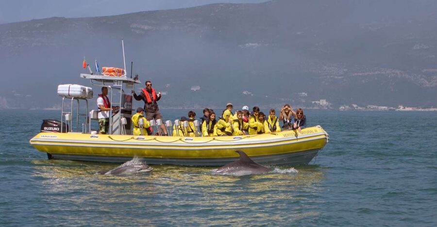 Lisbon: Arrábida Natural Park Dolphin Watching Boat Tour - Key highlights to look for before you book