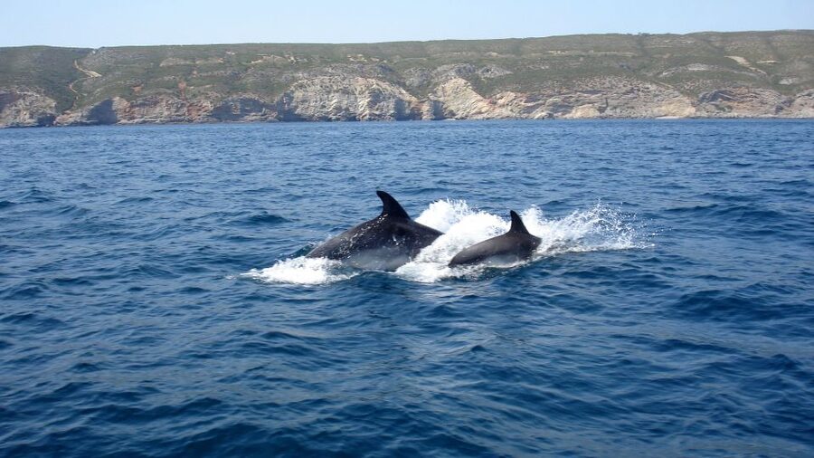 Lisbon: Arrábida Natural Park Dolphin Watching Boat Tour - Who should book this Lisbon dolphin tour, and who should reconsider