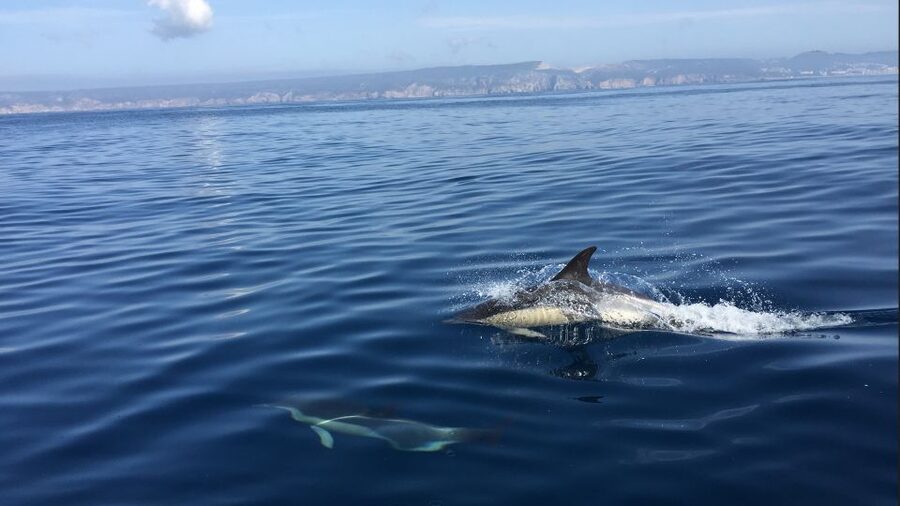 Lisbon: Arrábida Natural Park Dolphin Watching Boat Tour - The semi-inflatable boat ride: what the water conditions mean for you