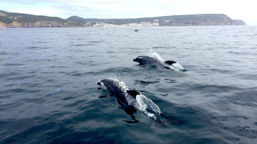 Lisbon: Arrábida Natural Park Dolphin Watching Boat Tour - Finding dolphins in the marine reserve: what to expect when the hunt takes time